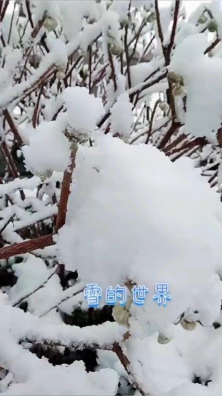 傾城雪