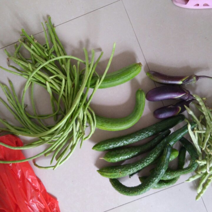 我的菜地，我的菜