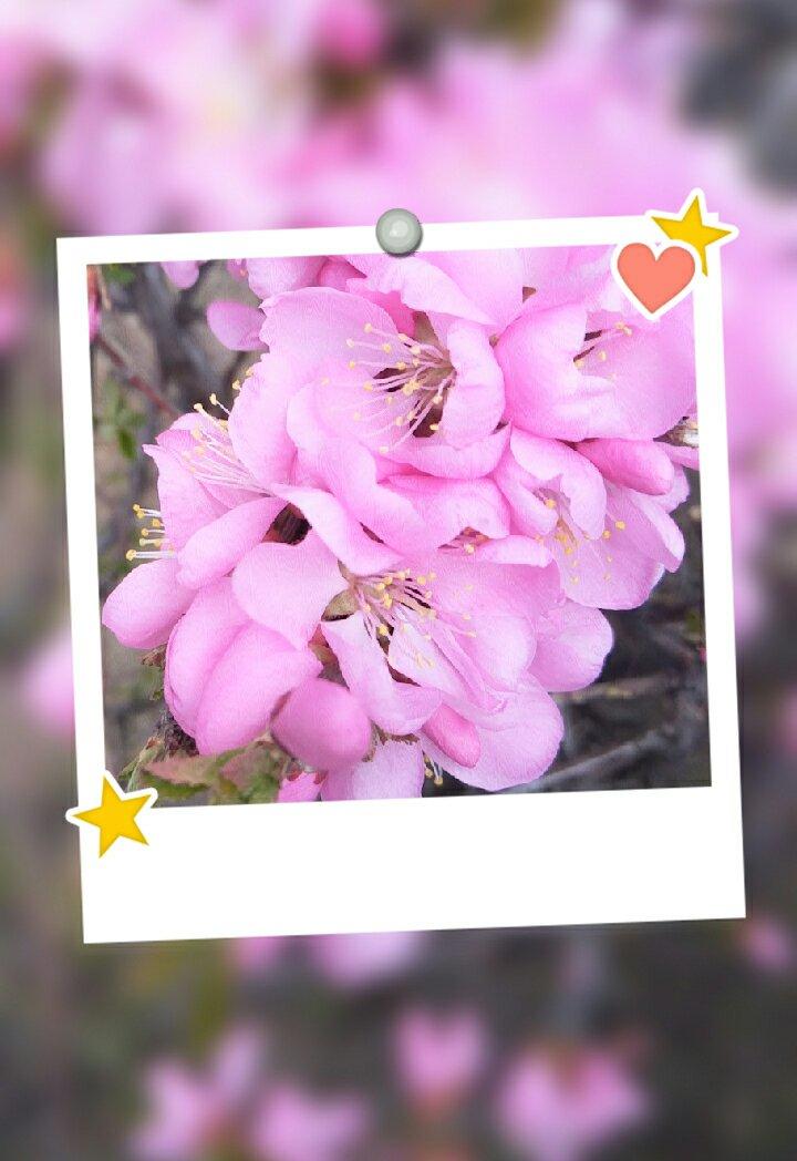 鸡蛋煎饼三明治