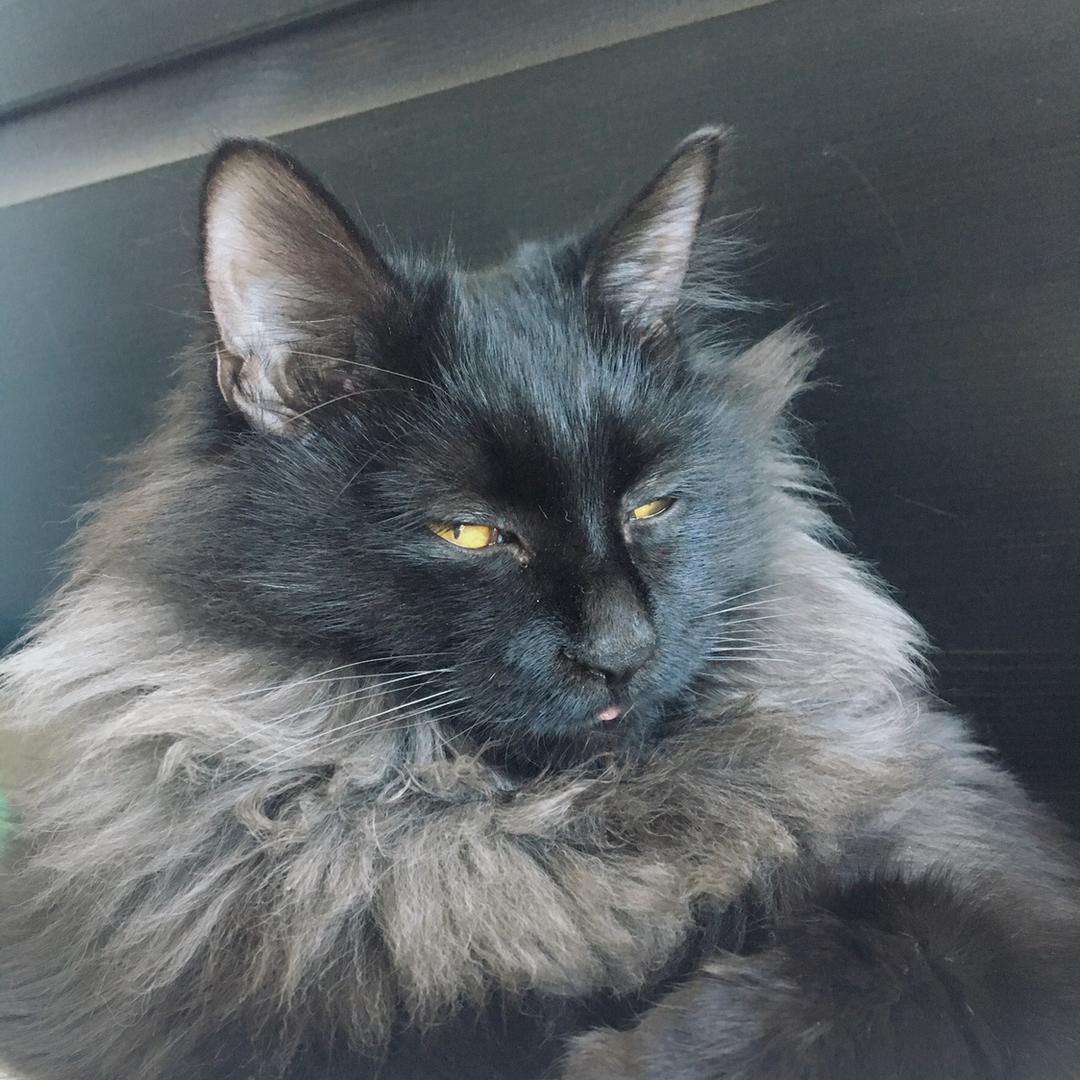 朝阳区厨艺低手刘钢蛋