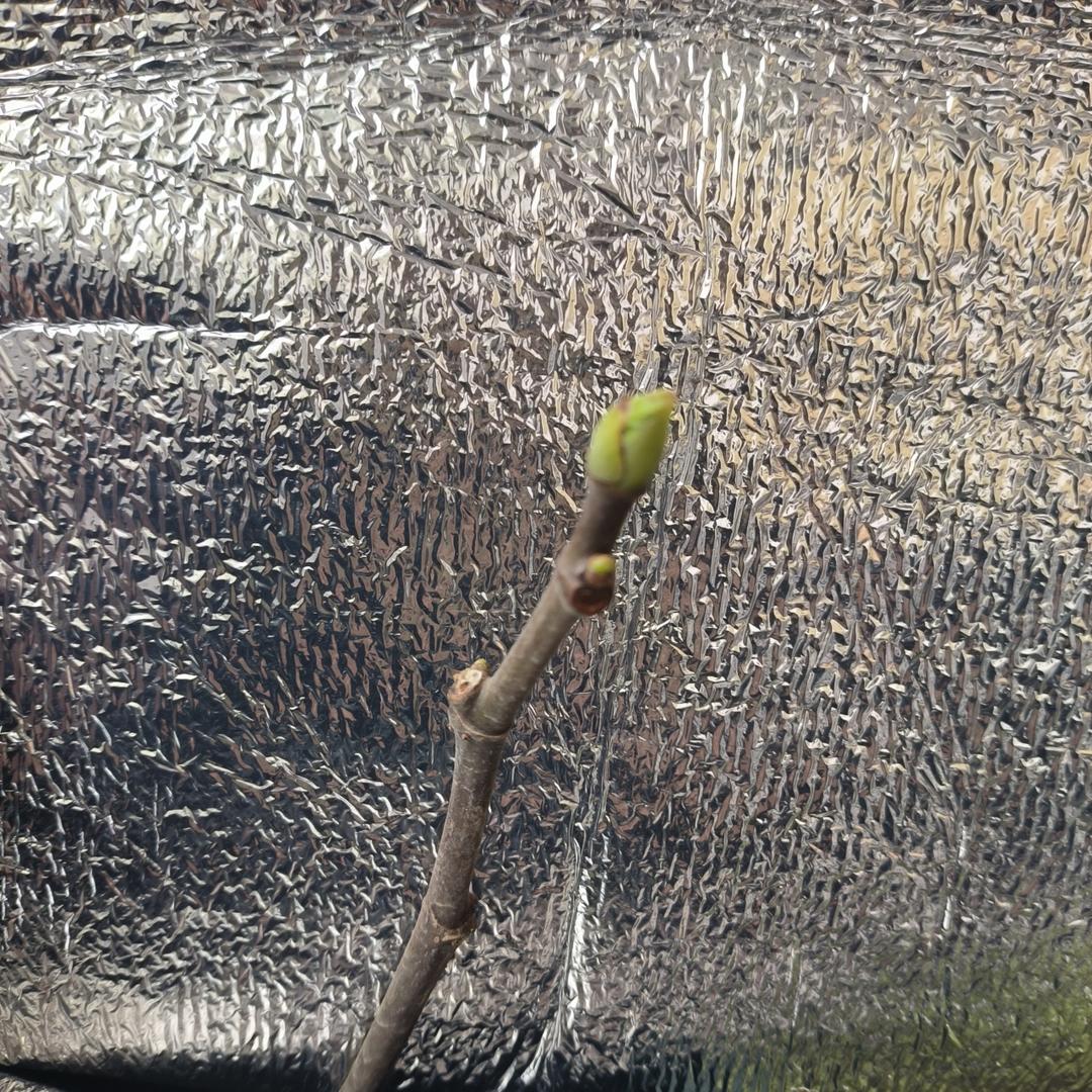 624 我的无花果盆栽树苗9+n棵