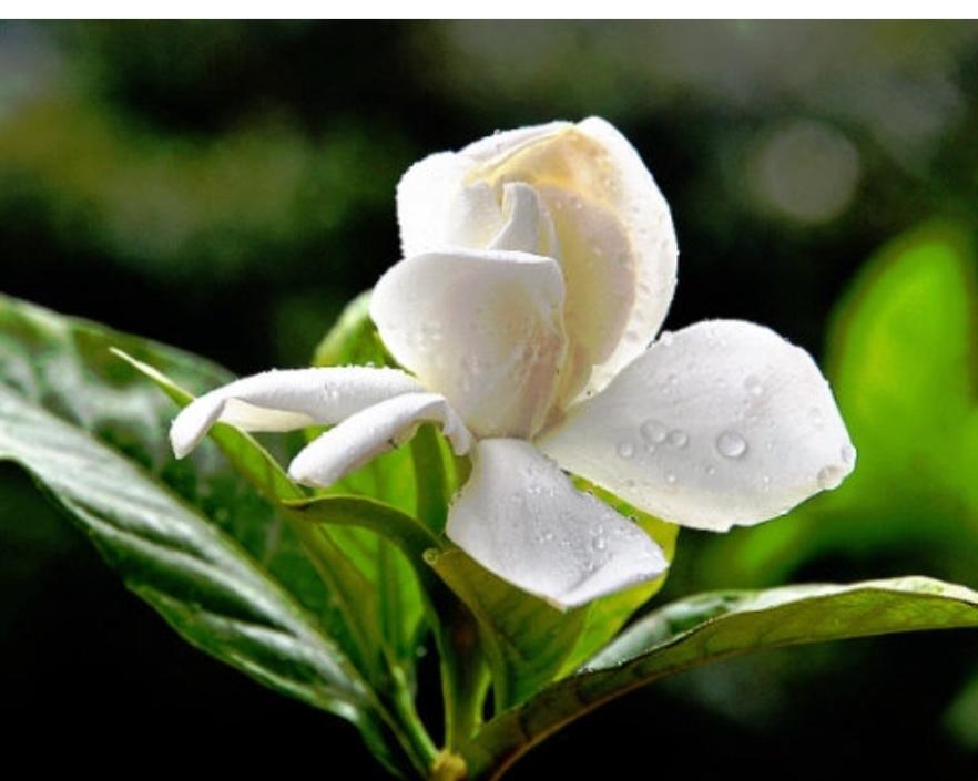 小寒祛湿：糯米红豆饭的做法