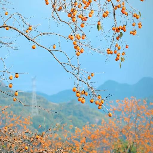 锅铲少女顺顺妈