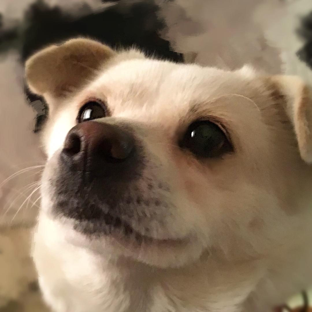 吭哧朱