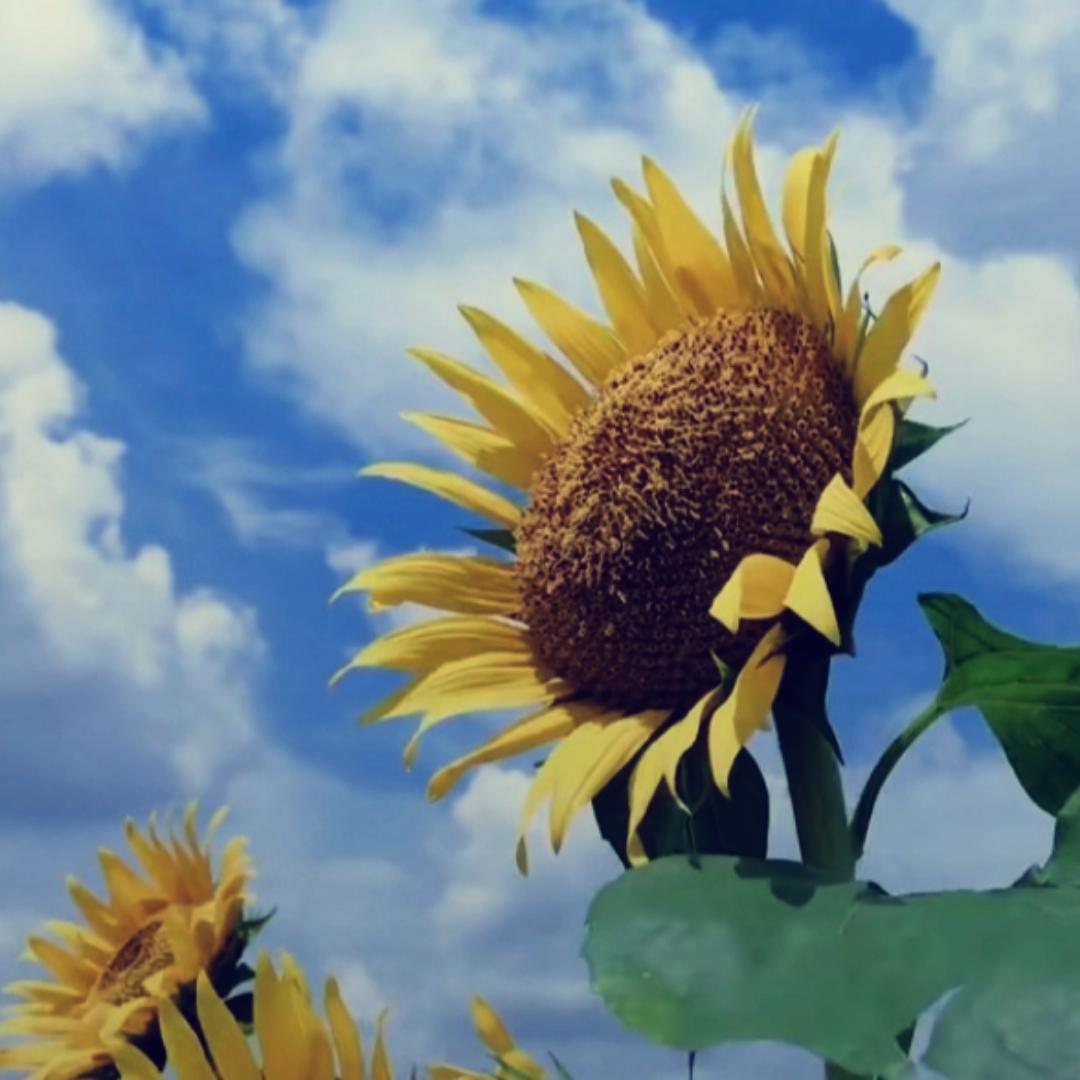 茶茶大人爱烘焙