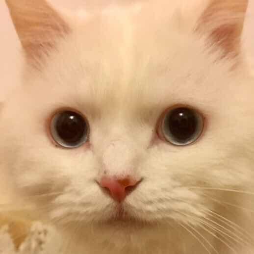 陈十方