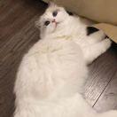 郭二猫