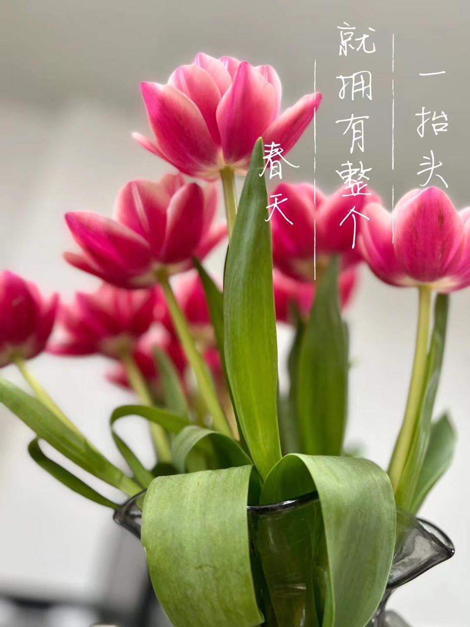 铃铃哇哈哈