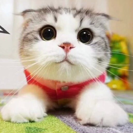 小猪小猪慢慢长