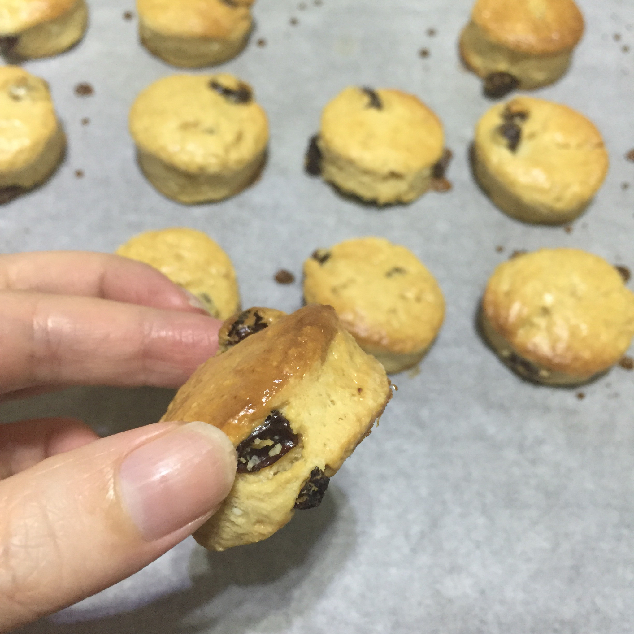 提子百利甜司康