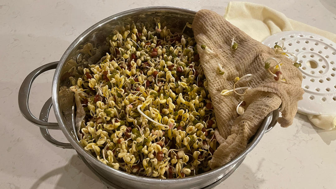 原创极简懒人版自制豆芽