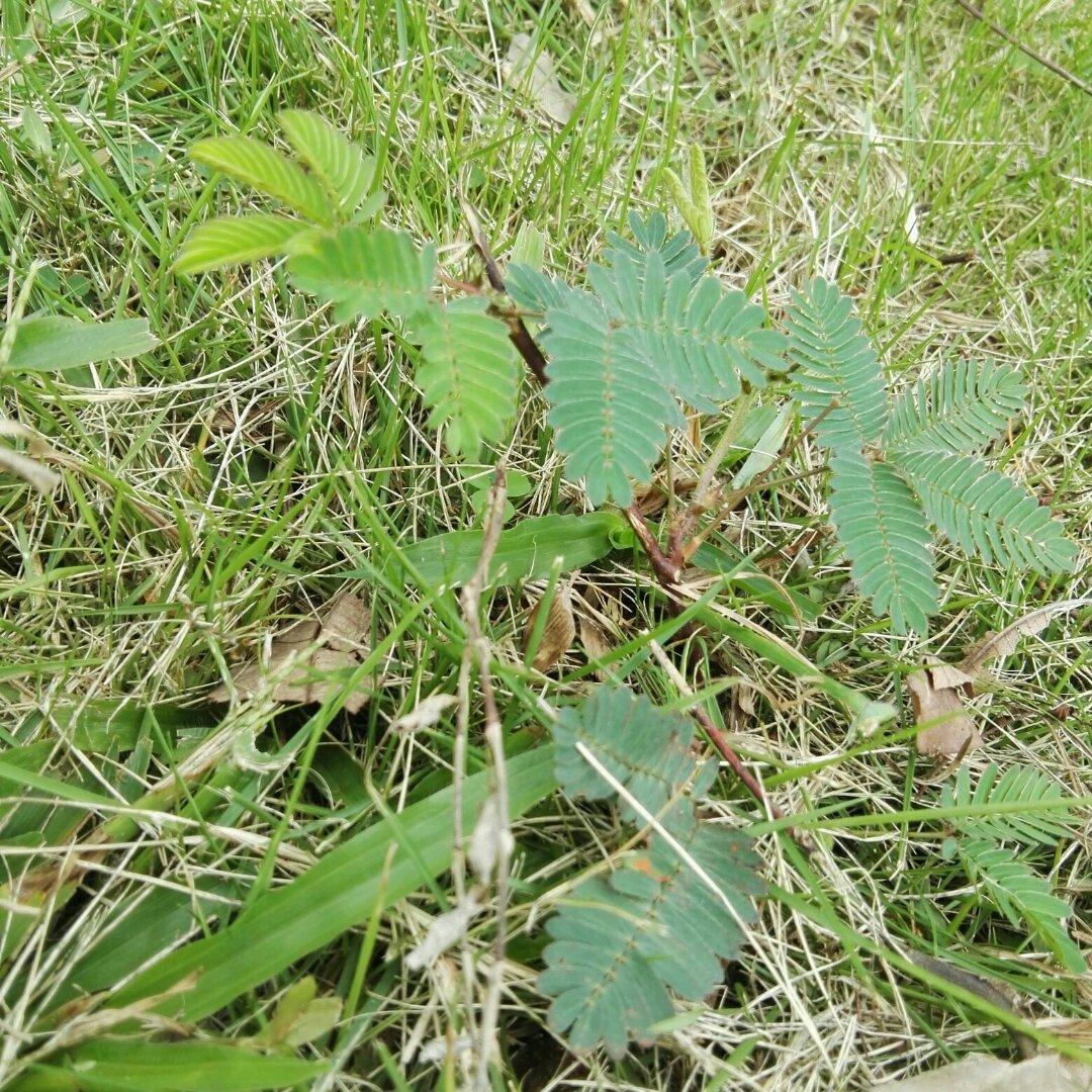 大叔爱下厨房666