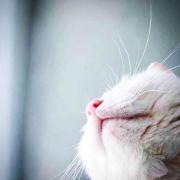 一只可爱的酱子喵