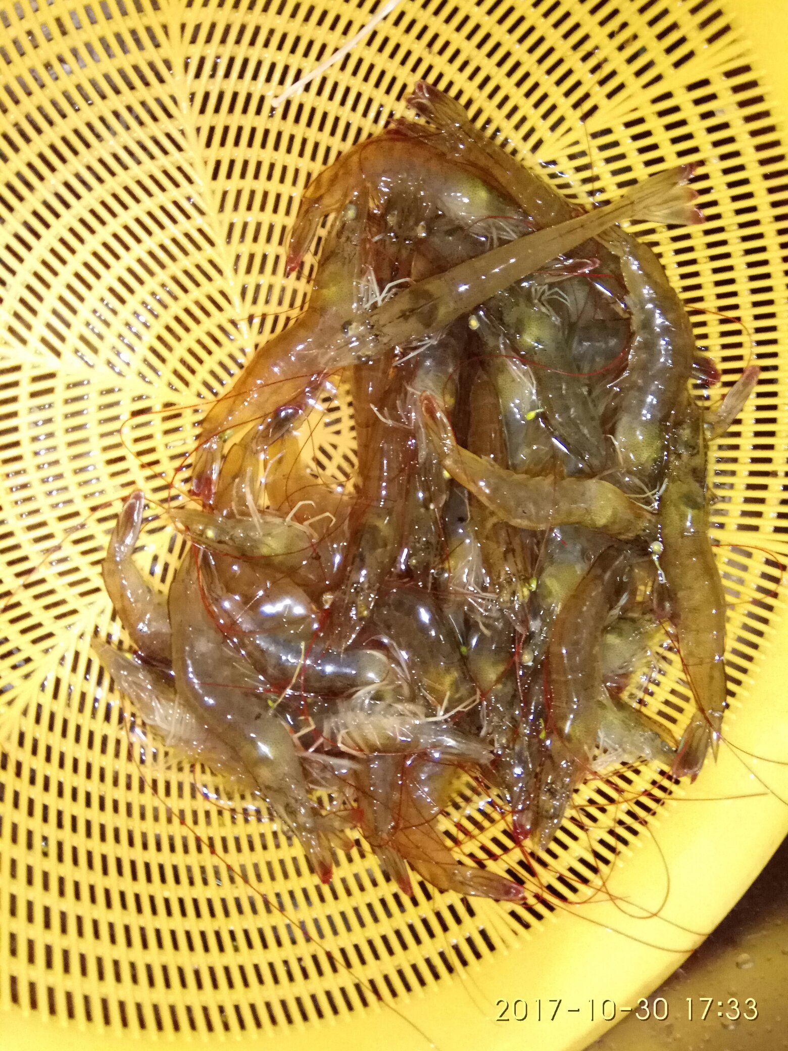 蒜蓉金针菇烤花蛤虾