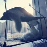 在厨房捣乱的小恐龙