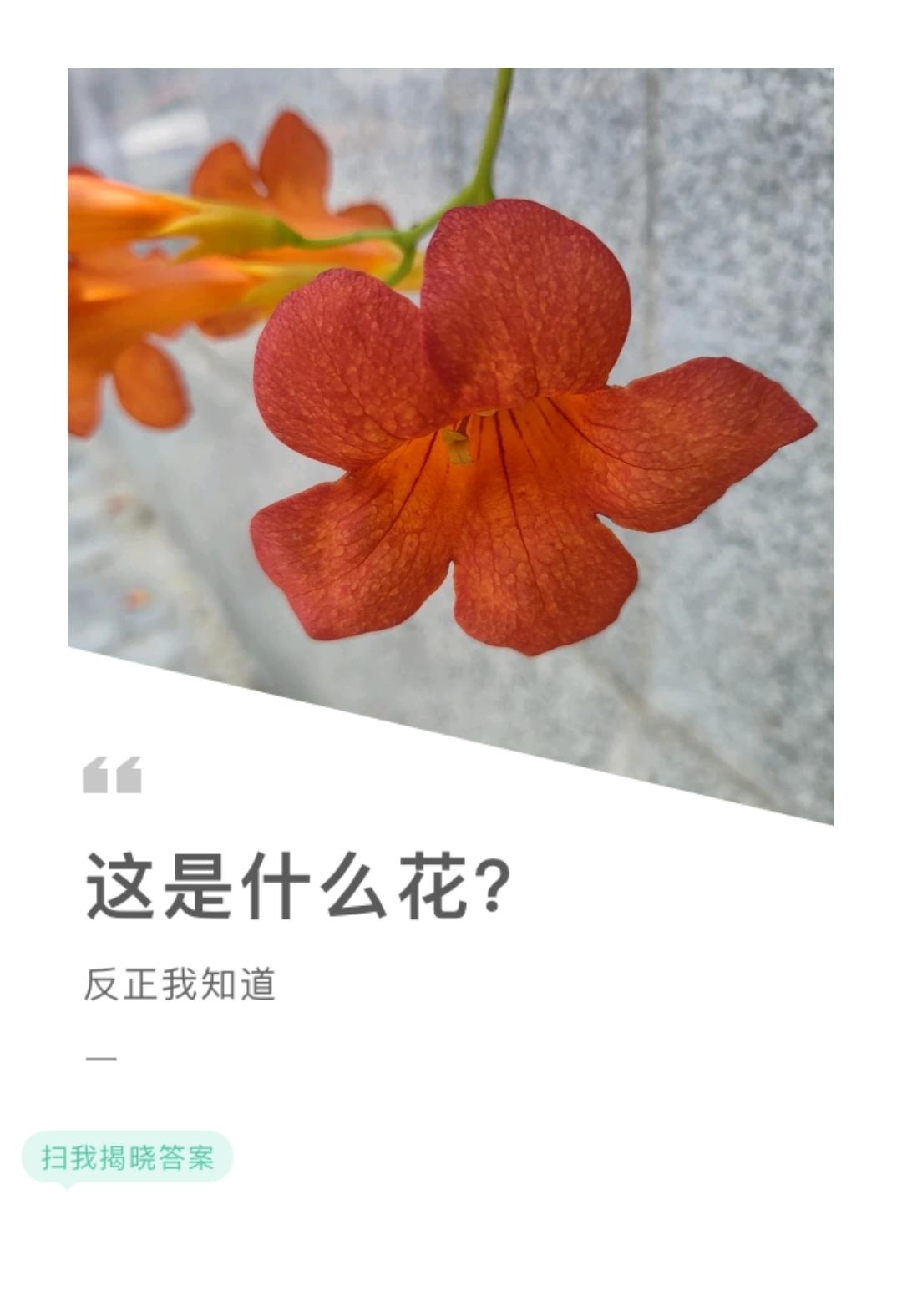 蒸蛋糕（戚风做法）6寸