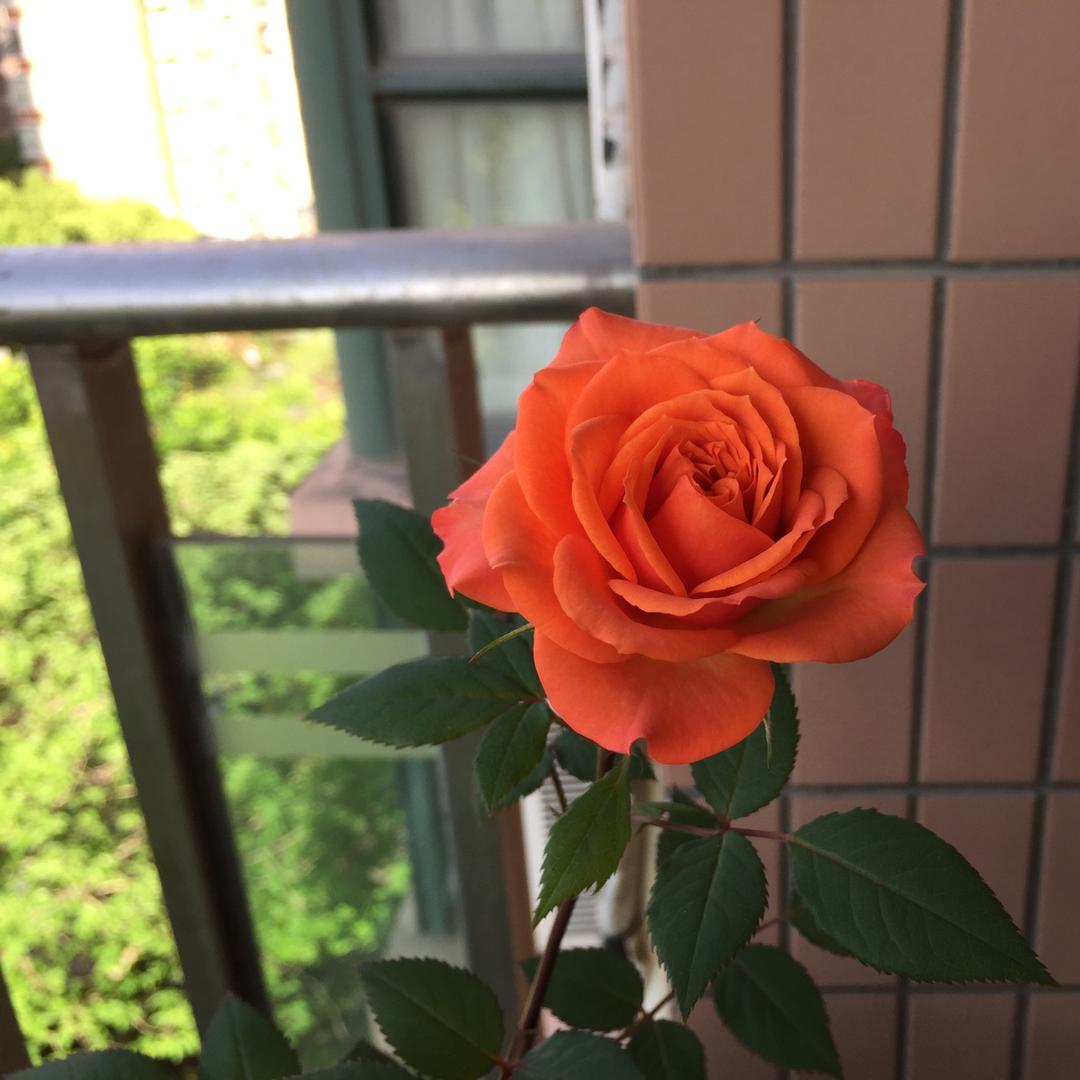糖果郁郁