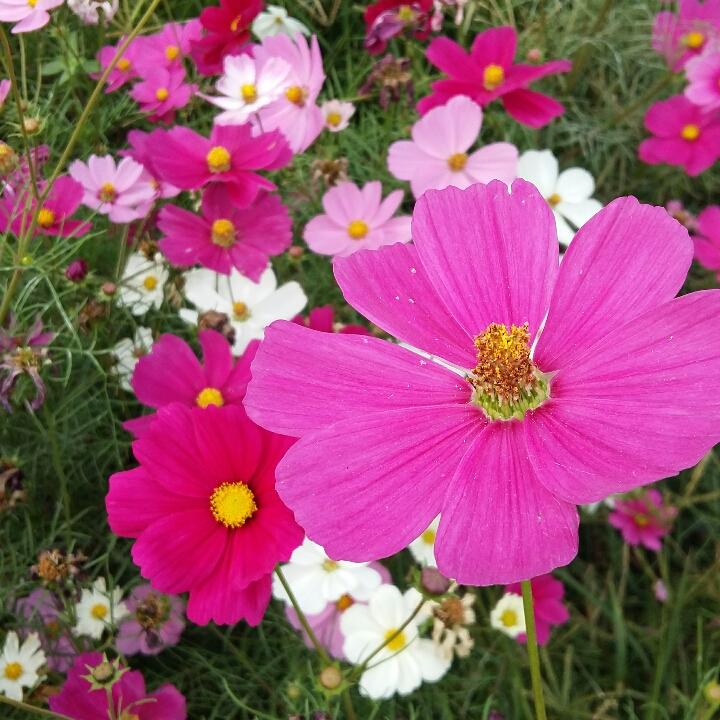 手机用户1452_crtp