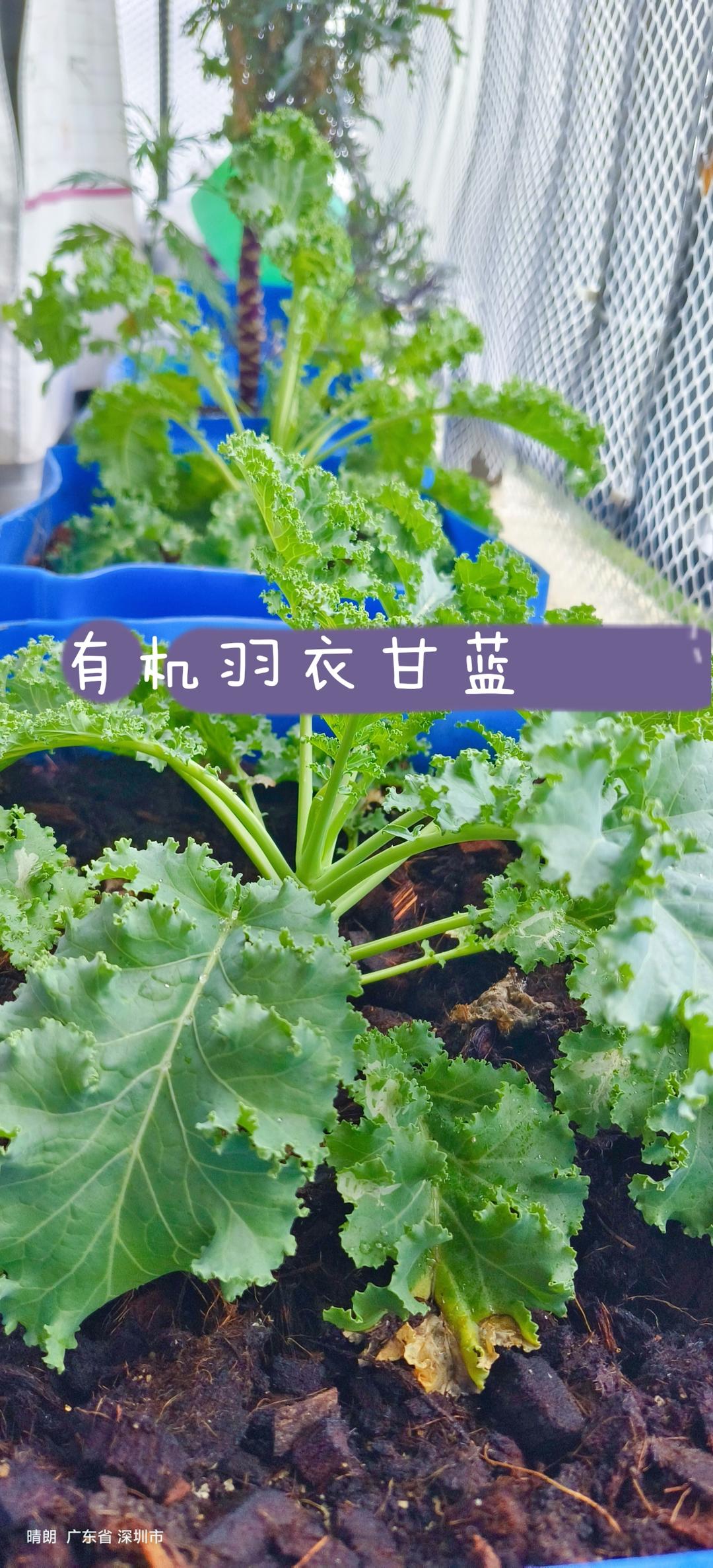 羽衣甘蓝果蔬汁