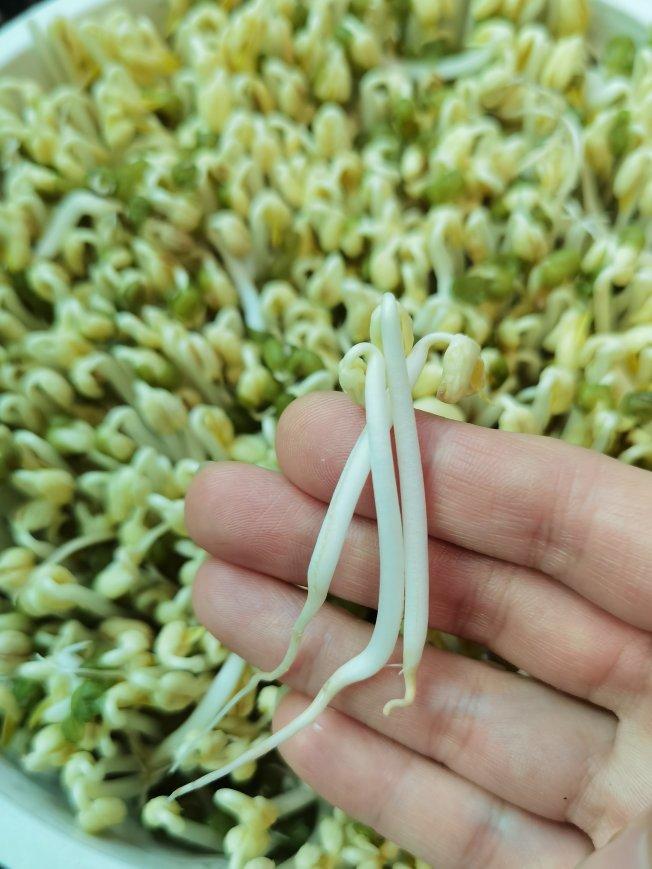小清新，吃不腻的自发绿豆芽