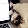 CatZ