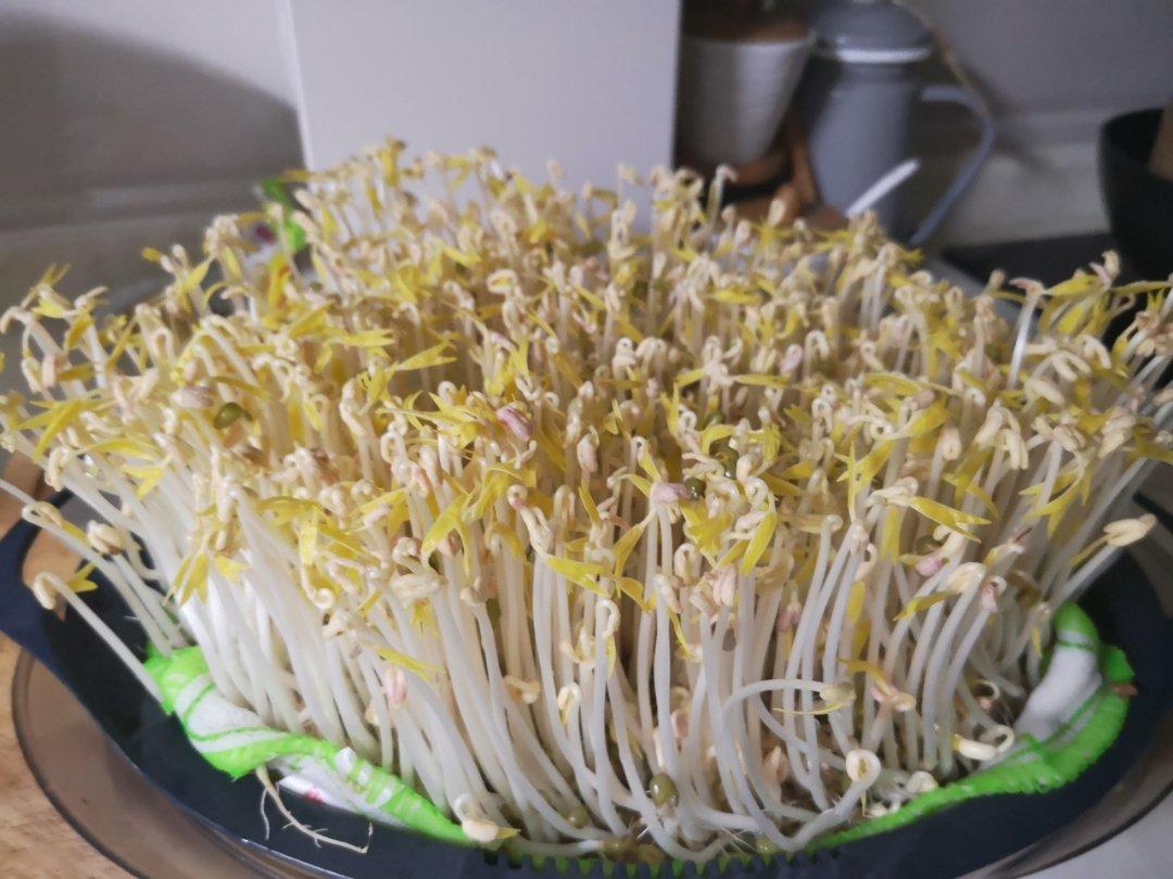 自发豆芽👉👉不用豆芽机版且附操作视频