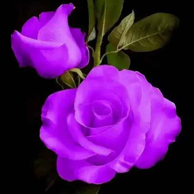紫牡丹花