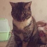 机智的不要不要的梦梦酱