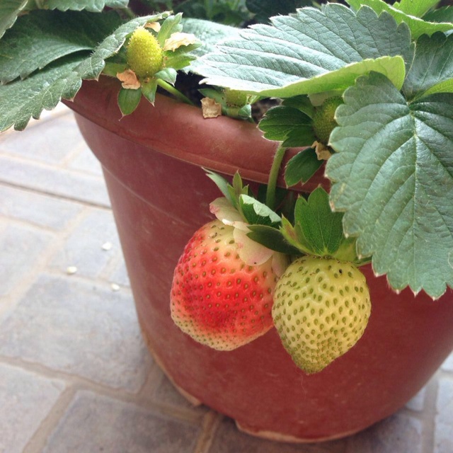 想吃草莓自己种。