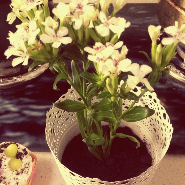花盆蛋糕