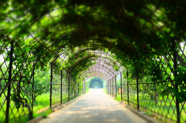 初夏の微风山谷