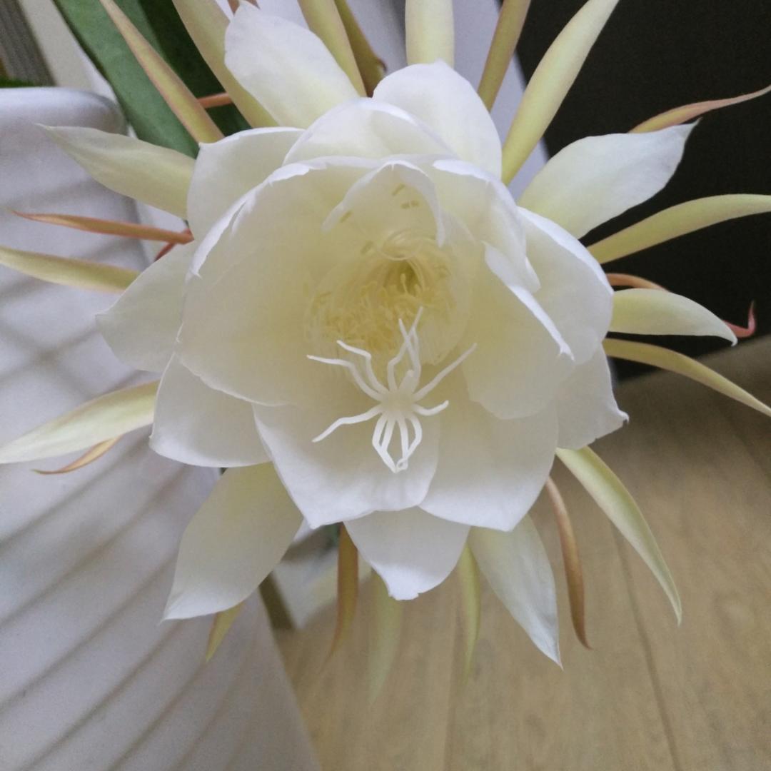 空气炸锅研究者