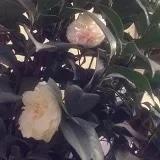 平凡的silme