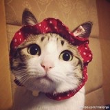 橙橙酱