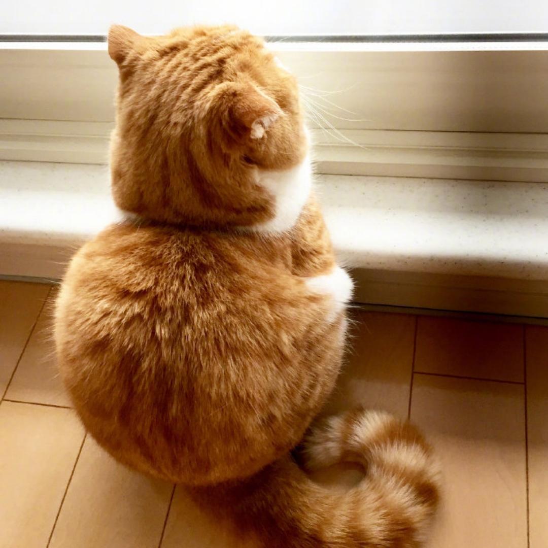 杨小厨成长日记