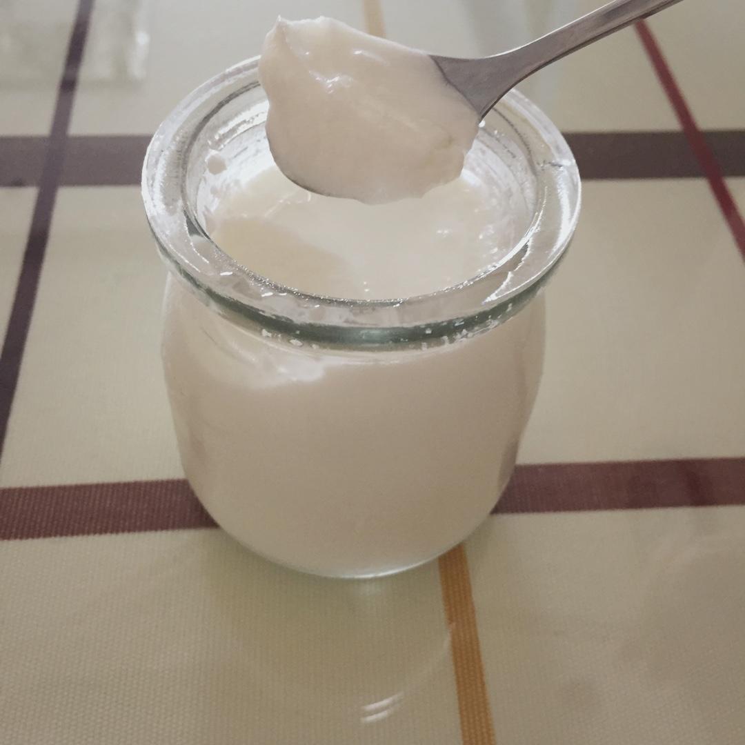 天台猫做的烤箱自制酸奶