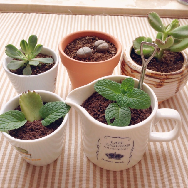 酸奶盆栽/继续延续小清新风/治愈系甜品
