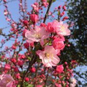 冬日暖阳20130123