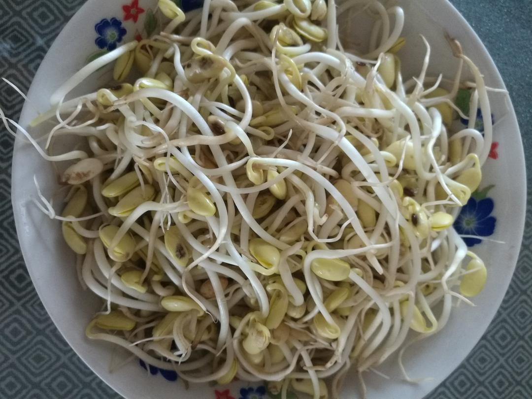 自己在家发豆芽