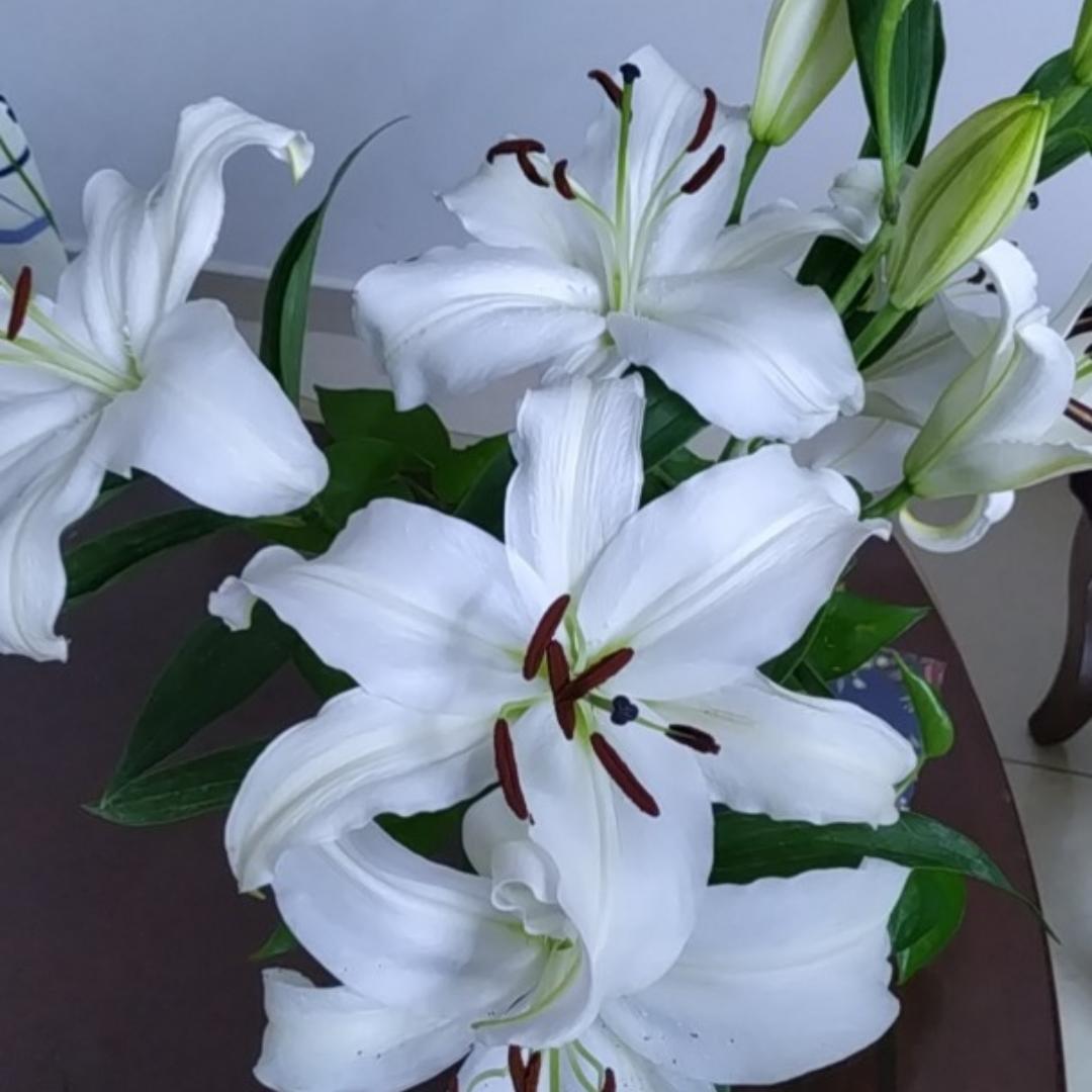 嬉皮哈切