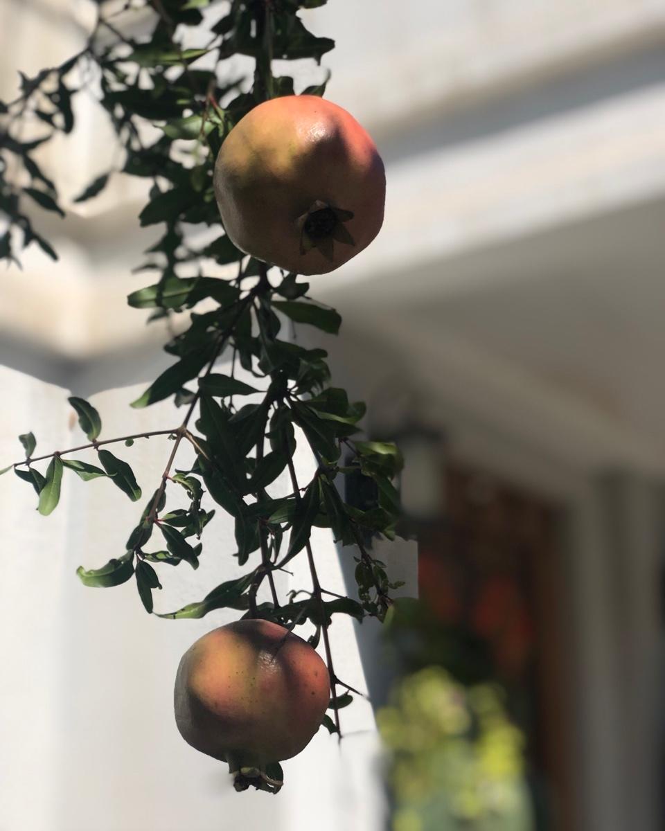 在自家院子里种菜