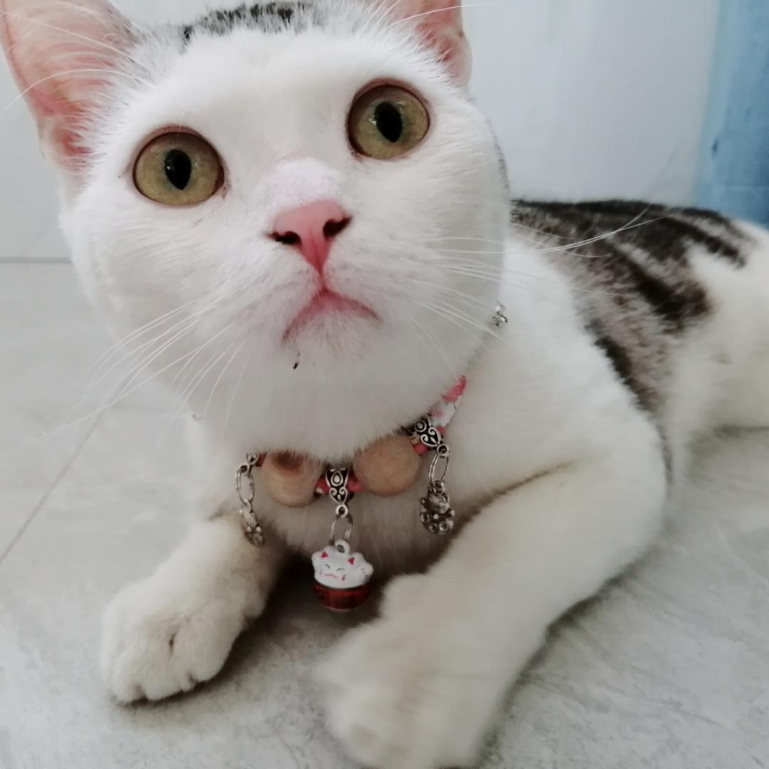 丢丢的爹地是个程序员