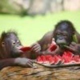 大白兔的小白年糕