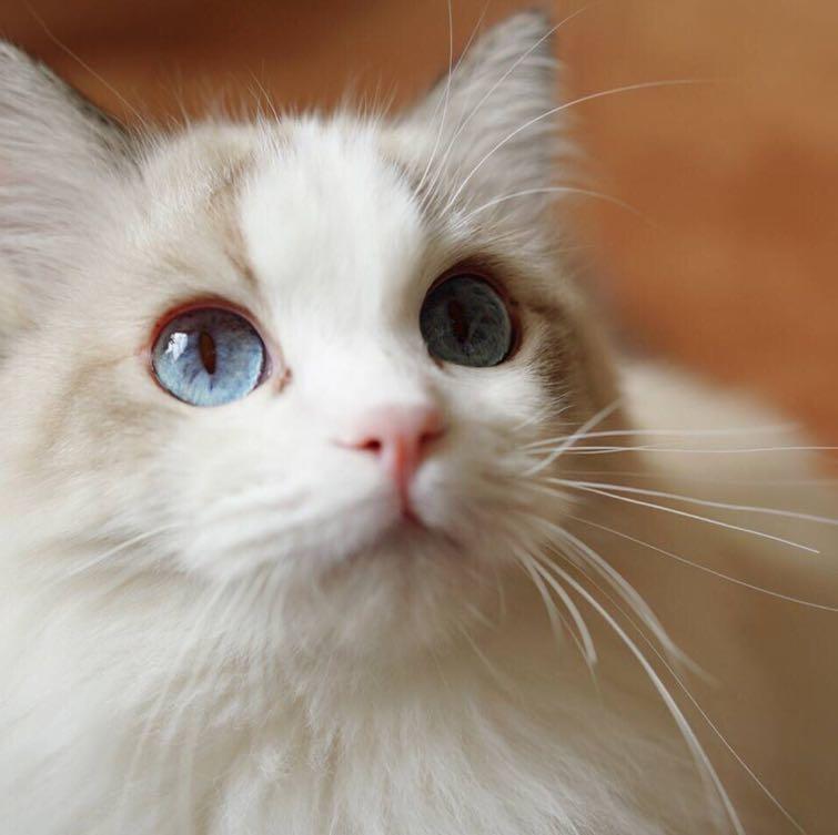 希望吃不胖的AT