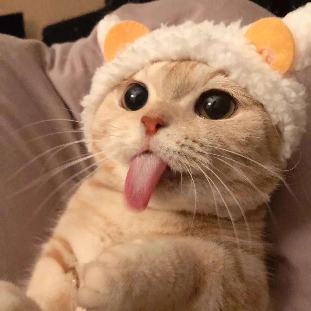 猪猪tt