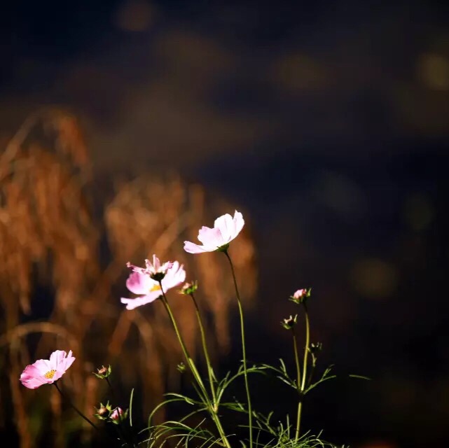一块如诗如画的切糕_逆袭ING