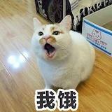 想当会做饭的小妈咪的小君君