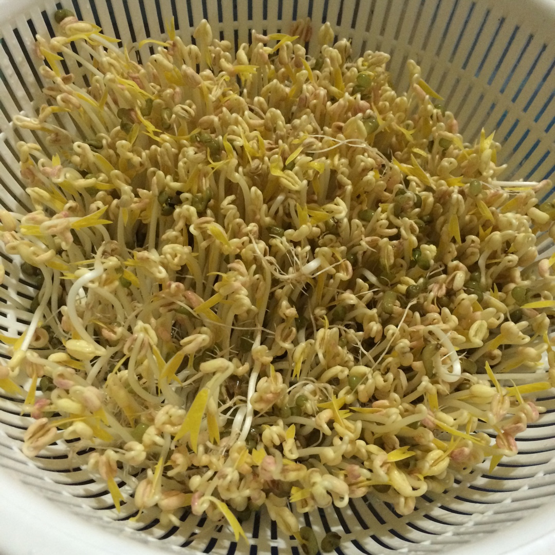 自制豆芽