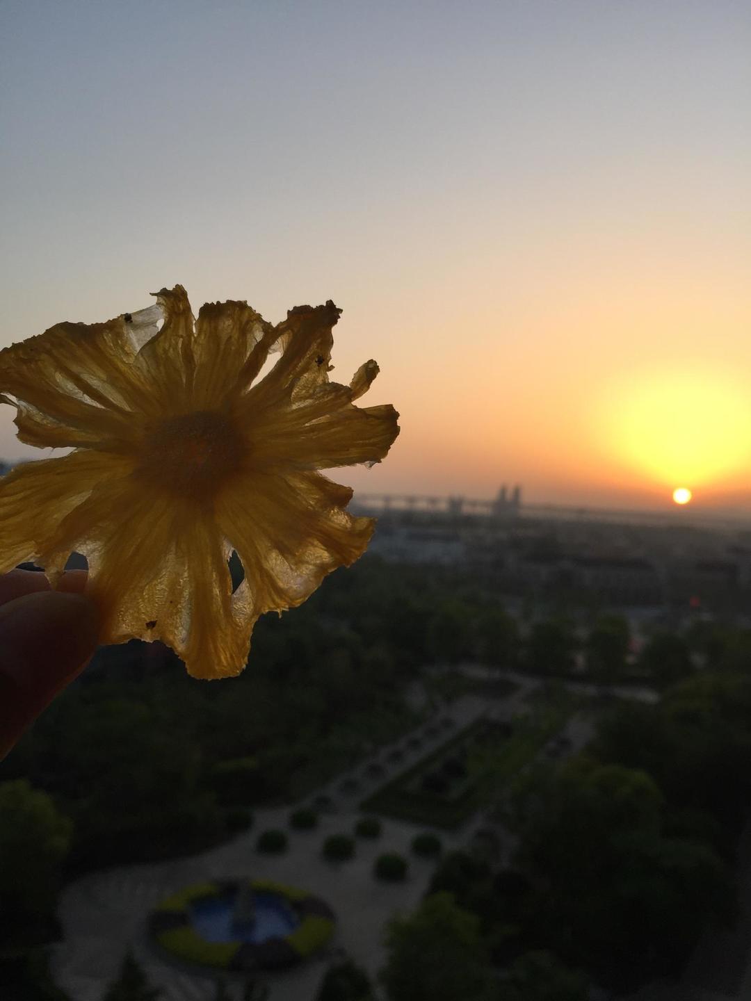 菠萝花