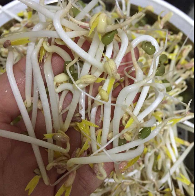 自发豆芽（可乐瓶发豆芽0失败！）